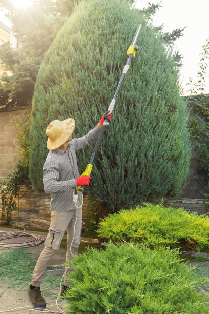 Norwood, NC Tree Removal and Landscaping Services Company